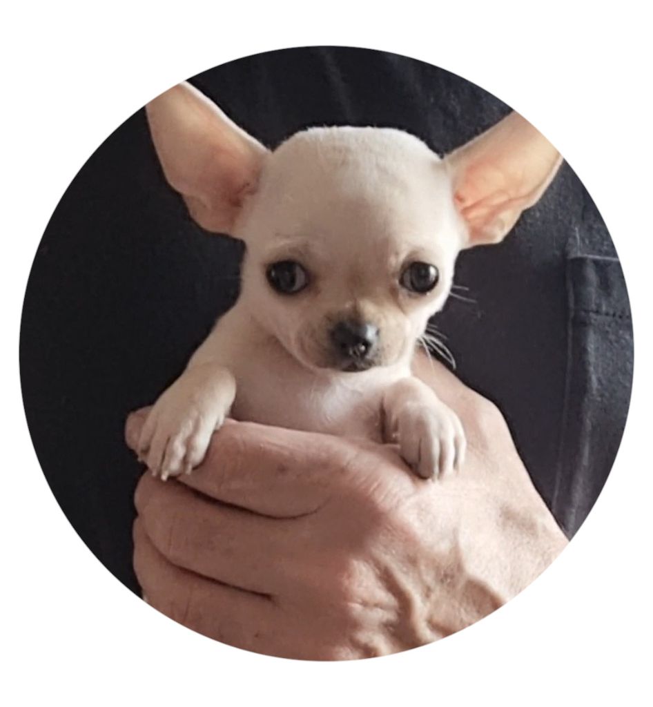 Des Gentils Coquelicots - Chiot disponible  - Chihuahua