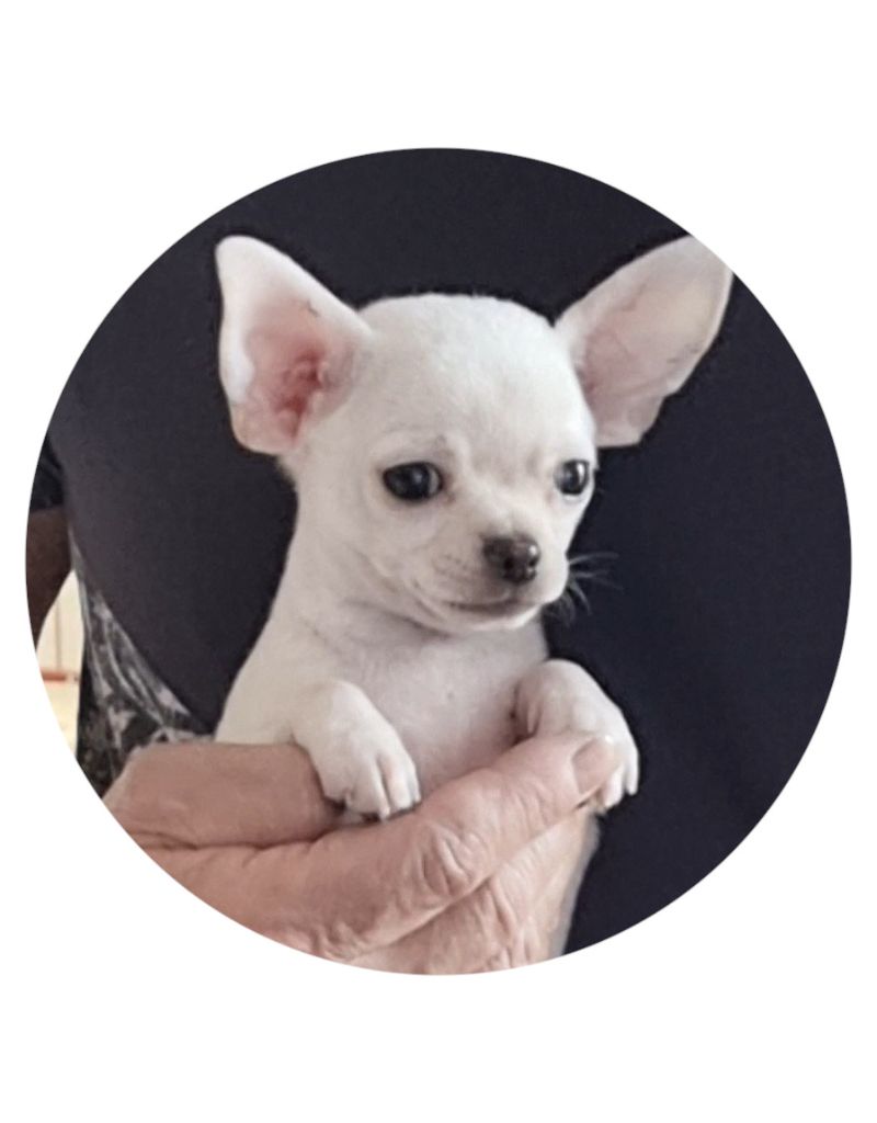 Des Gentils Coquelicots - Chiot disponible  - Chihuahua