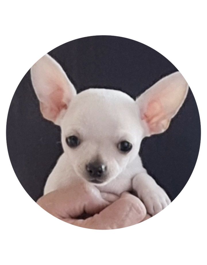 Des Gentils Coquelicots - Chiot disponible  - Chihuahua