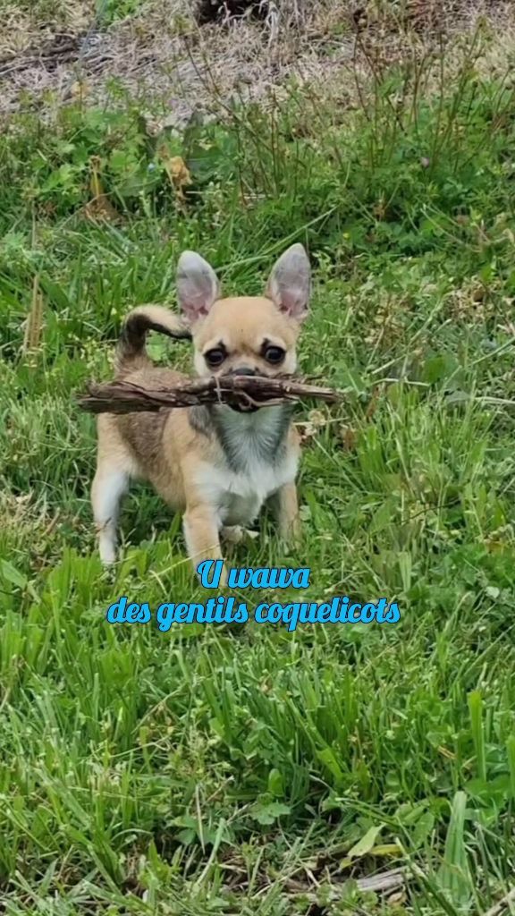 Des Gentils Coquelicots - Chiot disponible  - Chihuahua