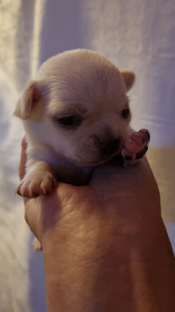 Des Gentils Coquelicots - Chiot disponible  - Chihuahua