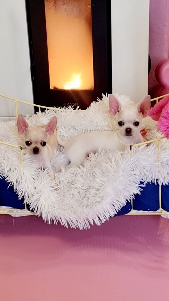 Des Gentils Coquelicots - Chiot disponible  - Chihuahua