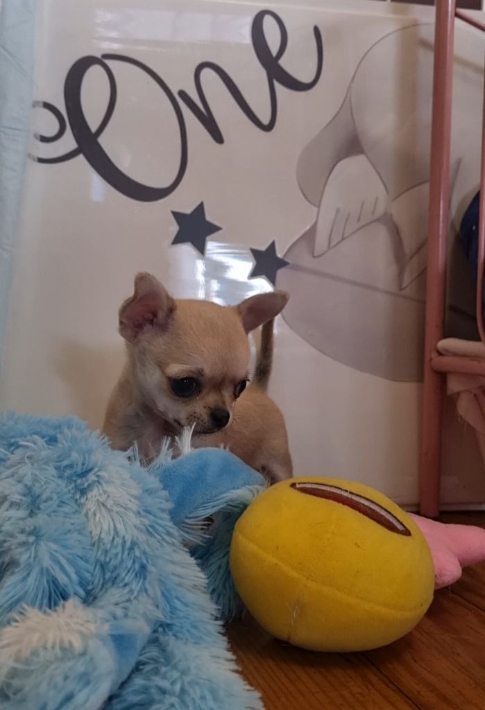 Des Gentils Coquelicots - Chiot disponible  - Chihuahua