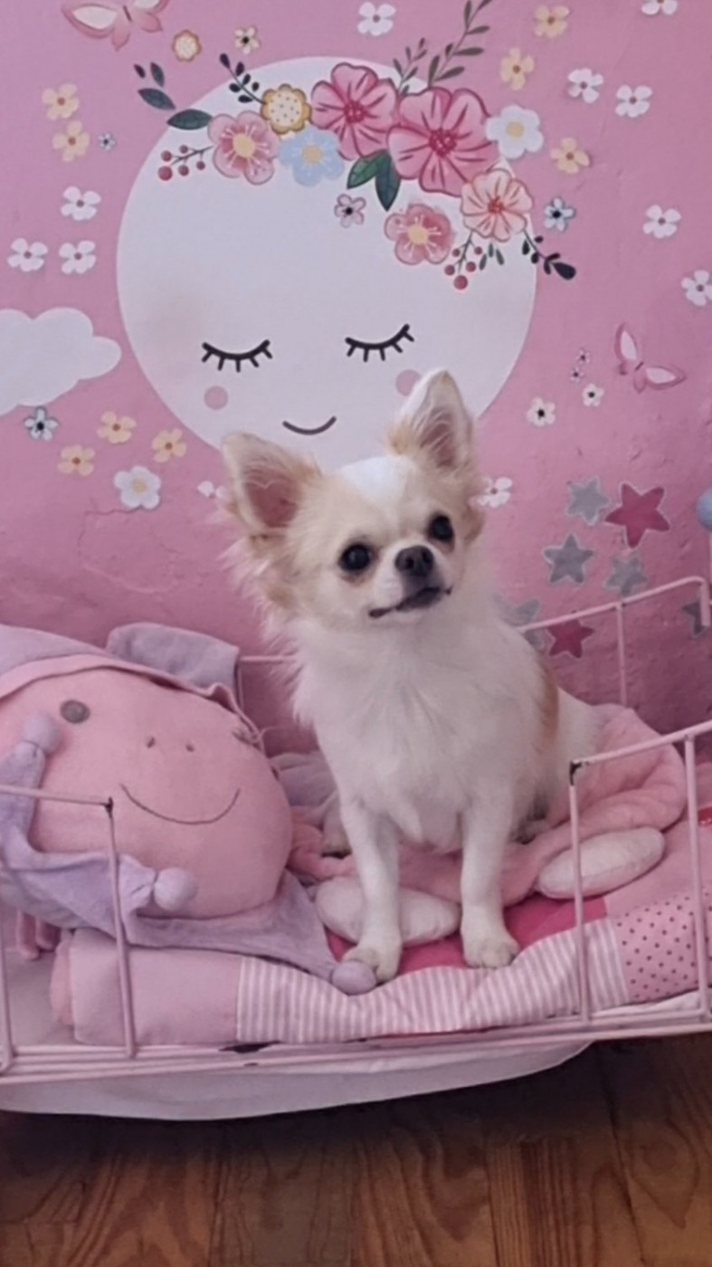 Bobbidi mâle LOF 8 mois