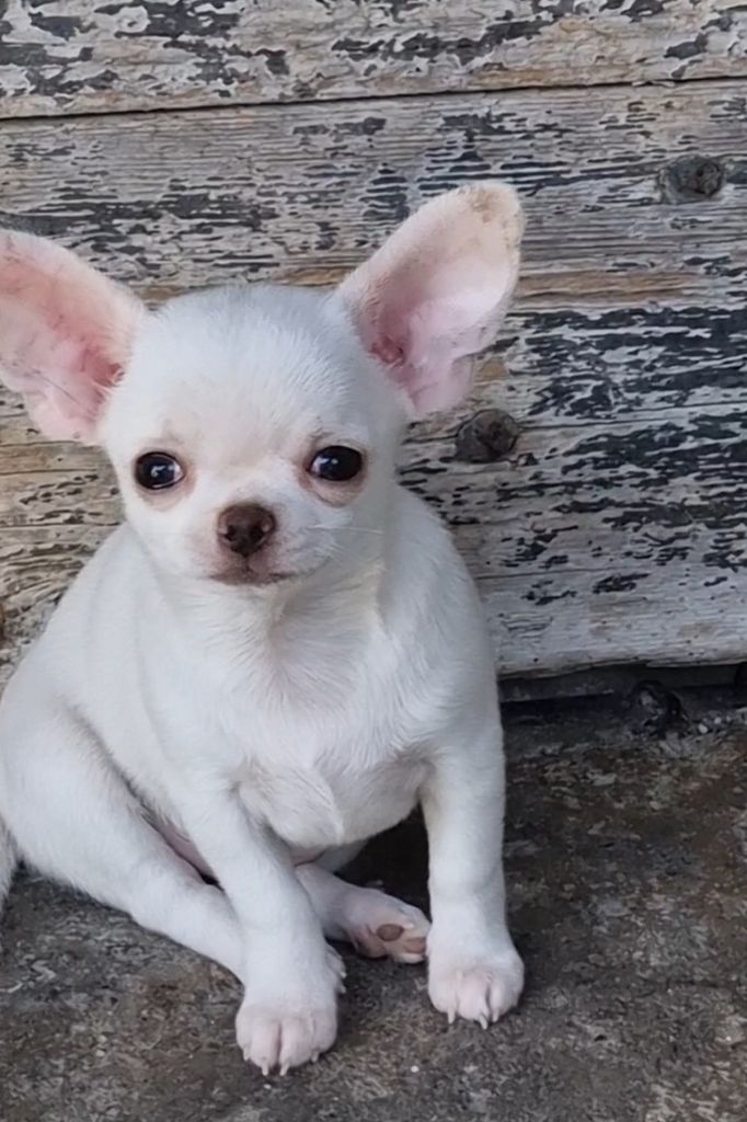 Des Gentils Coquelicots - Chiots disponibles - Chihuahua