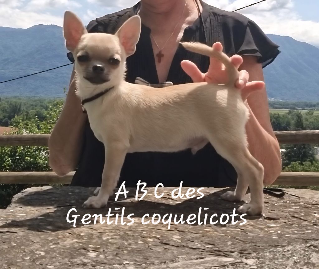 Des Gentils Coquelicots - Chiots disponibles - Chihuahua