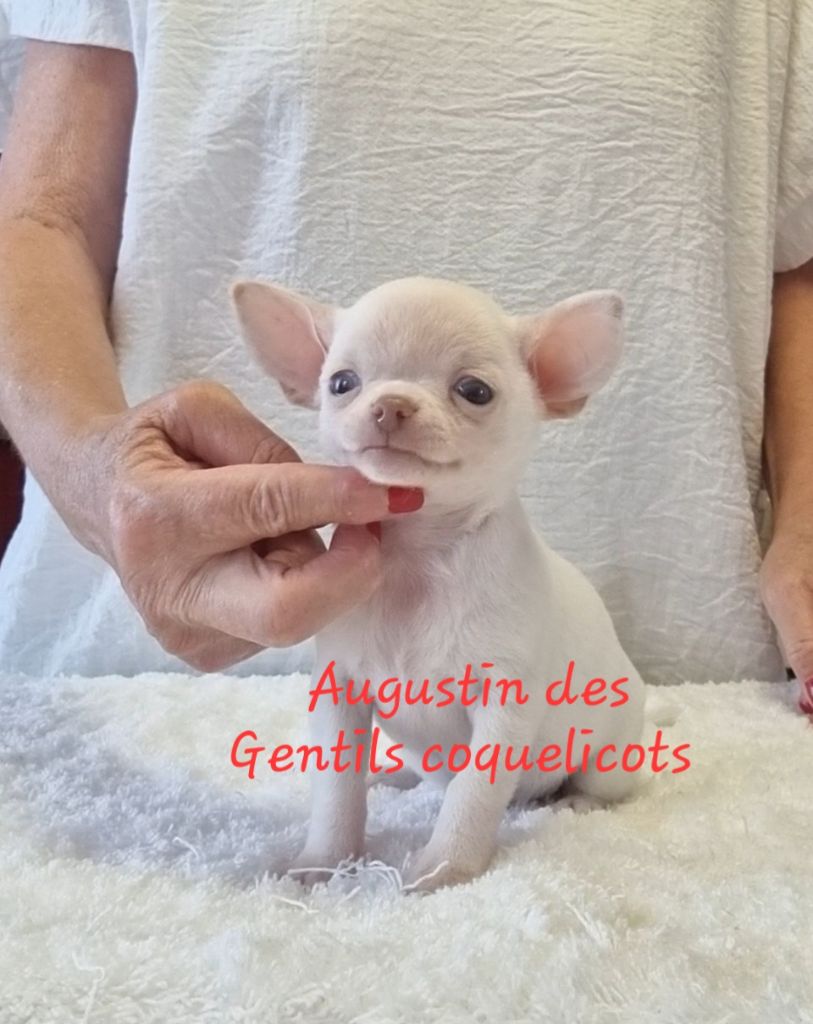 Des Gentils Coquelicots - Chiots disponibles - Chihuahua