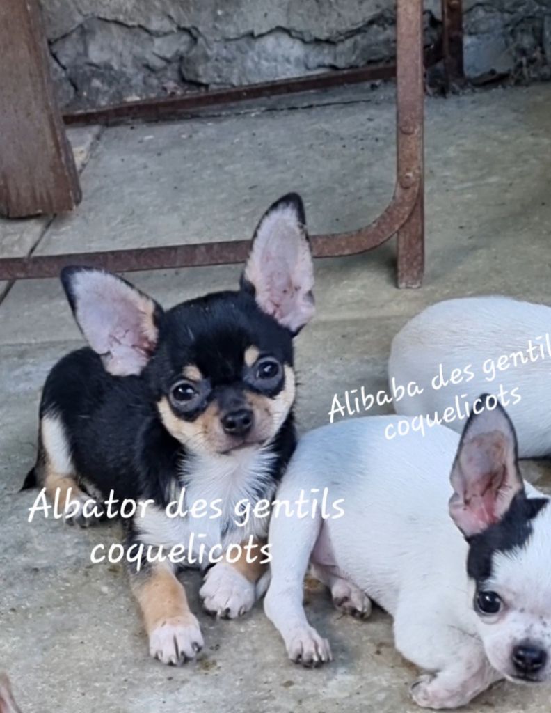 Des Gentils Coquelicots - Chiots disponibles - Chihuahua