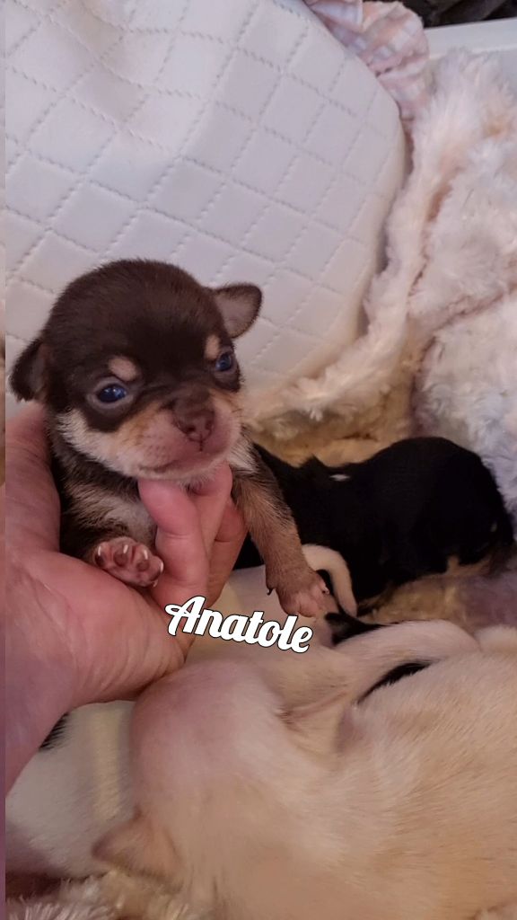 Des Gentils Coquelicots - Chiots disponibles - Chihuahua