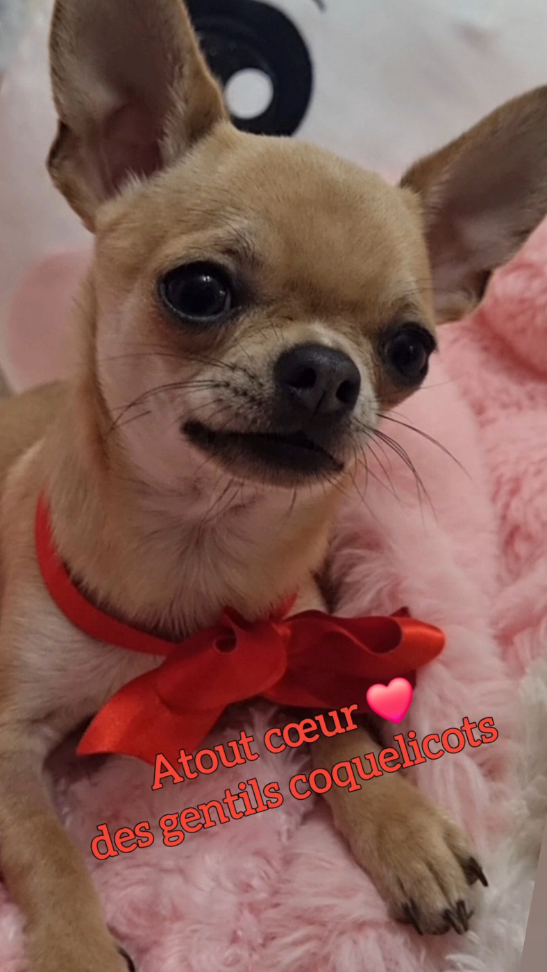 Des Gentils Coquelicots - Chiots disponibles - Chihuahua