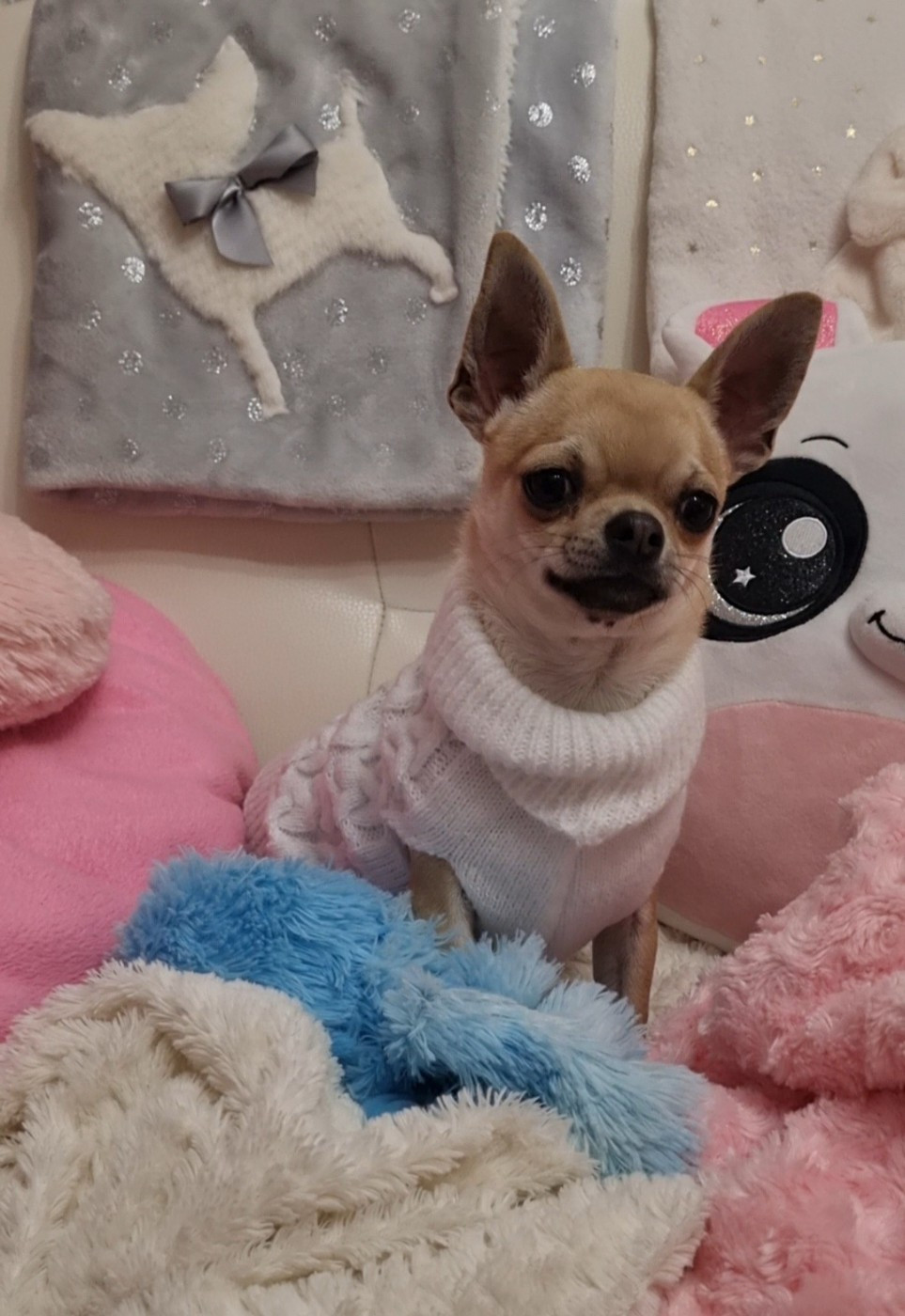 Des Gentils Coquelicots - Chiots disponibles - Chihuahua