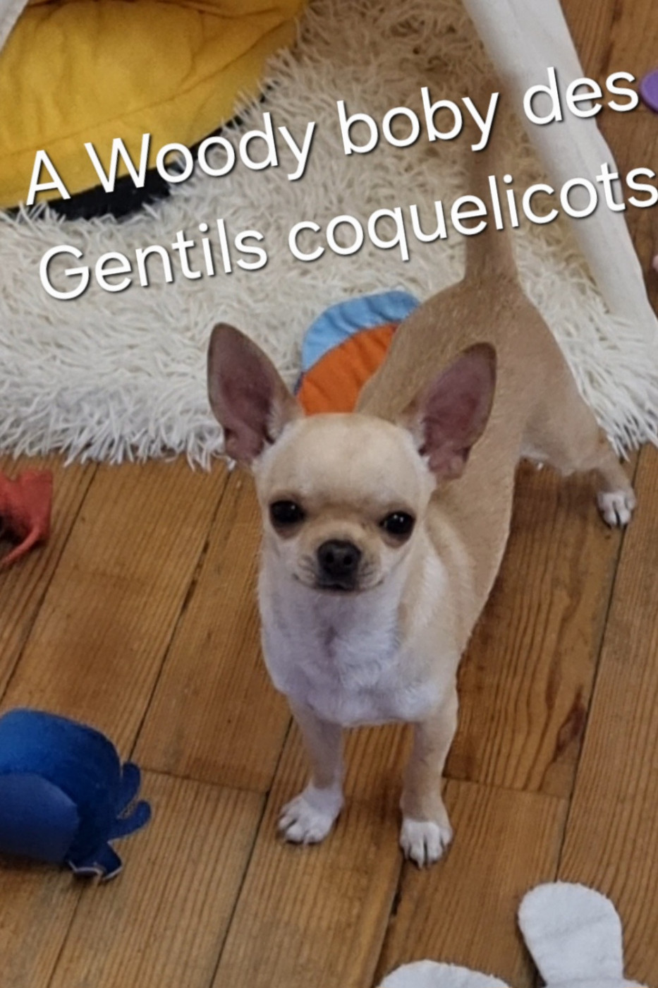 Des Gentils Coquelicots - Chiots disponibles - Chihuahua