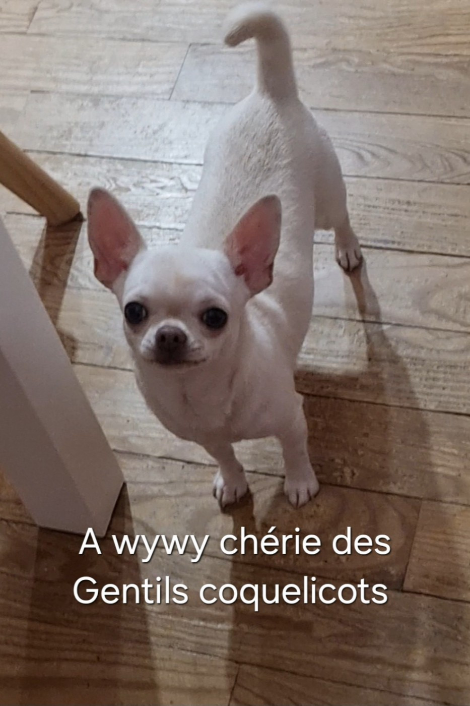 Des Gentils Coquelicots - Chiots disponibles - Chihuahua