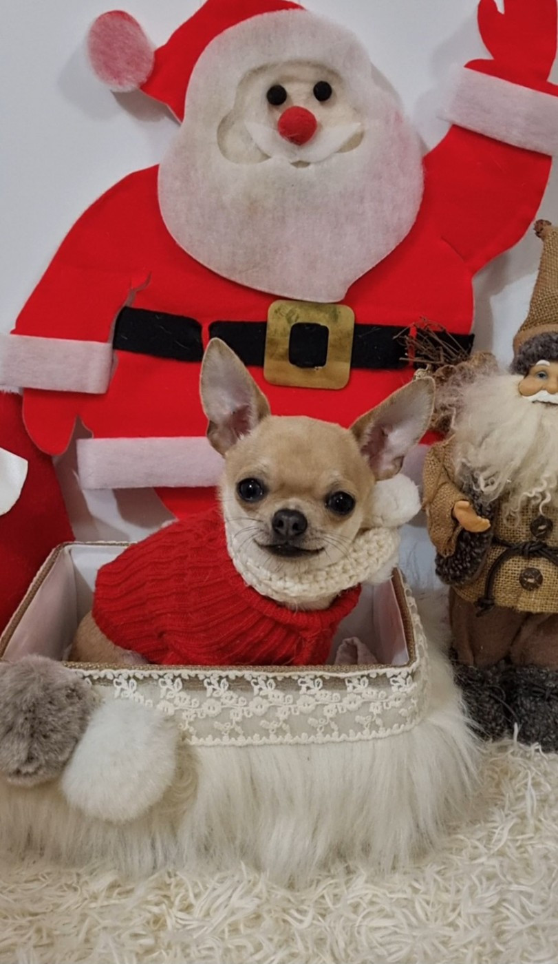 Des Gentils Coquelicots - Chiots disponibles - Chihuahua