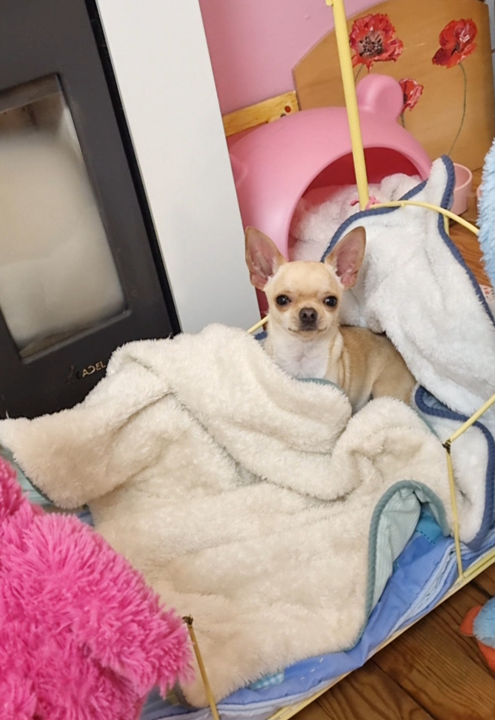 Des Gentils Coquelicots - Chiots disponibles - Chihuahua