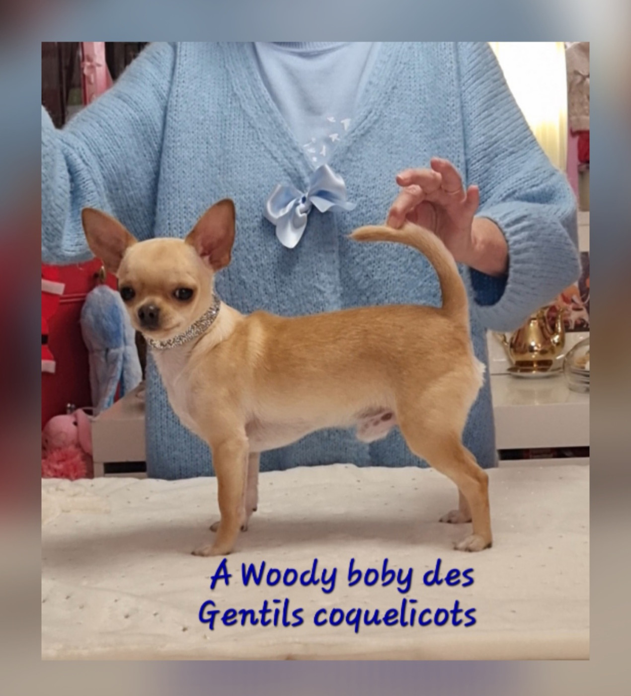 Des Gentils Coquelicots - Chiots disponibles - Chihuahua