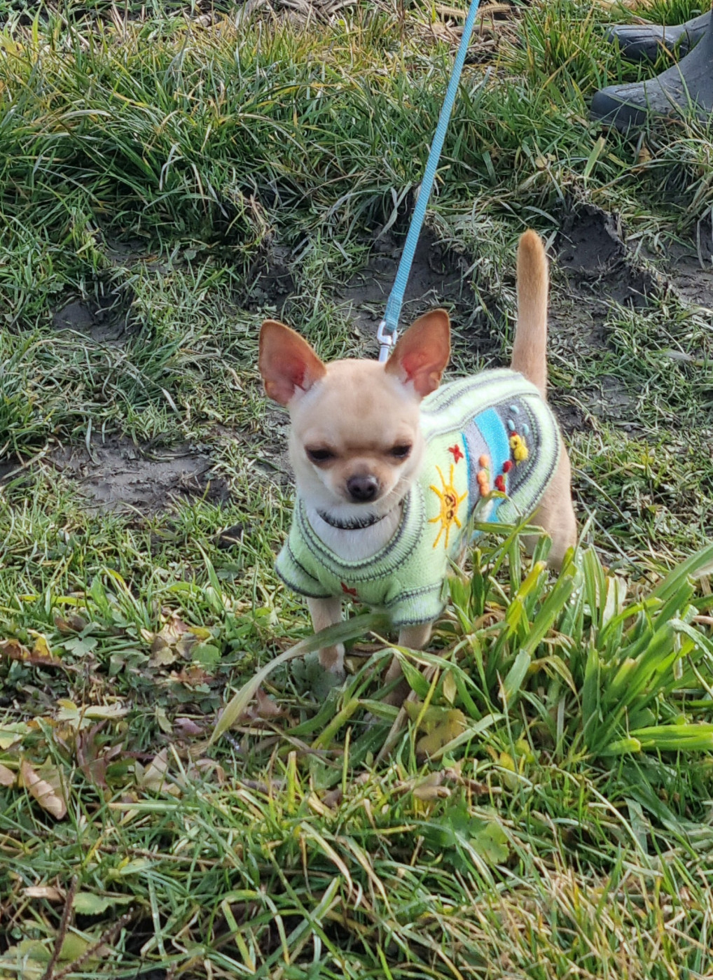 Des Gentils Coquelicots - Chiots disponibles - Chihuahua