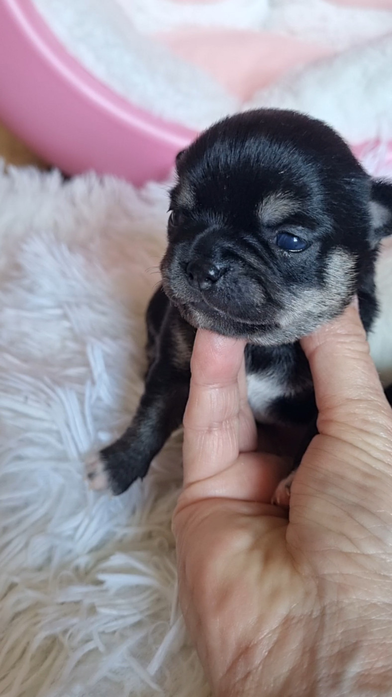 Des Gentils Coquelicots - Chiots disponibles - Chihuahua