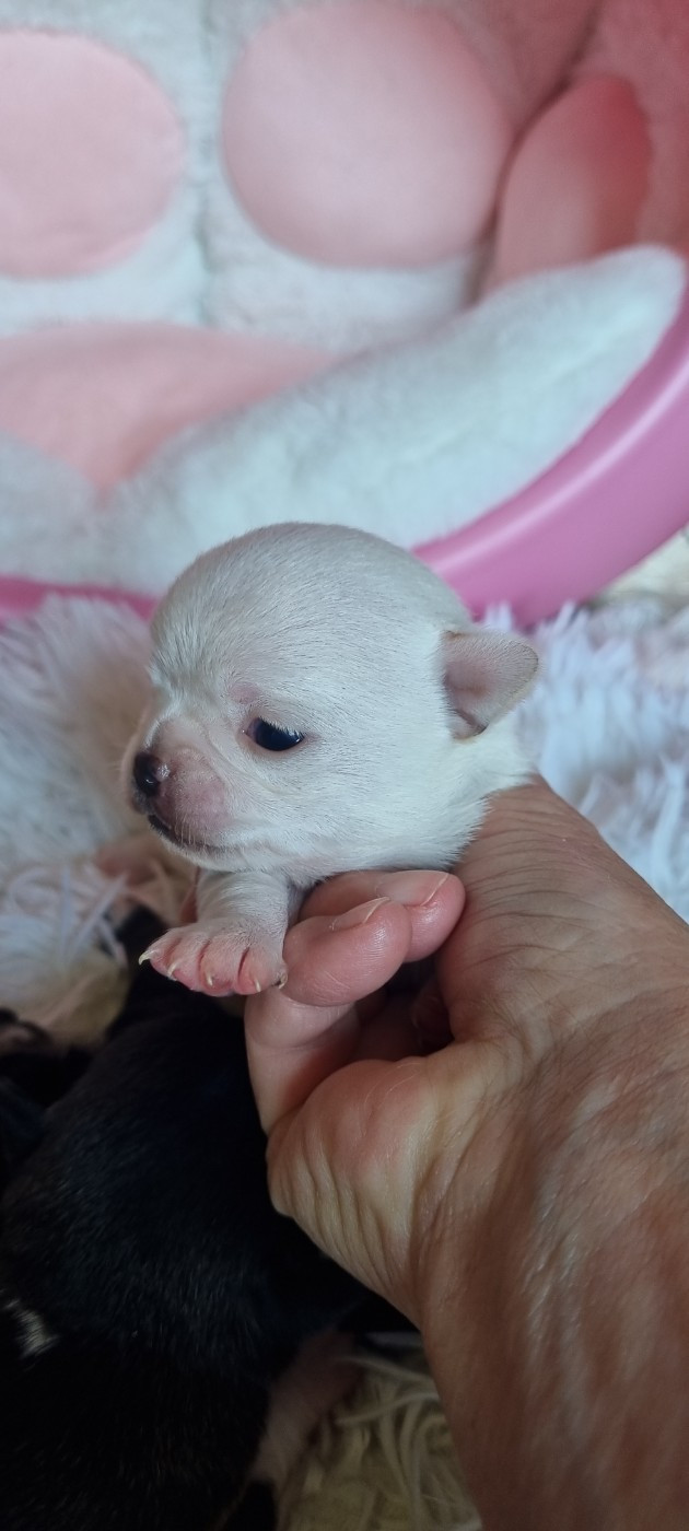 Des Gentils Coquelicots - Chiots disponibles - Chihuahua