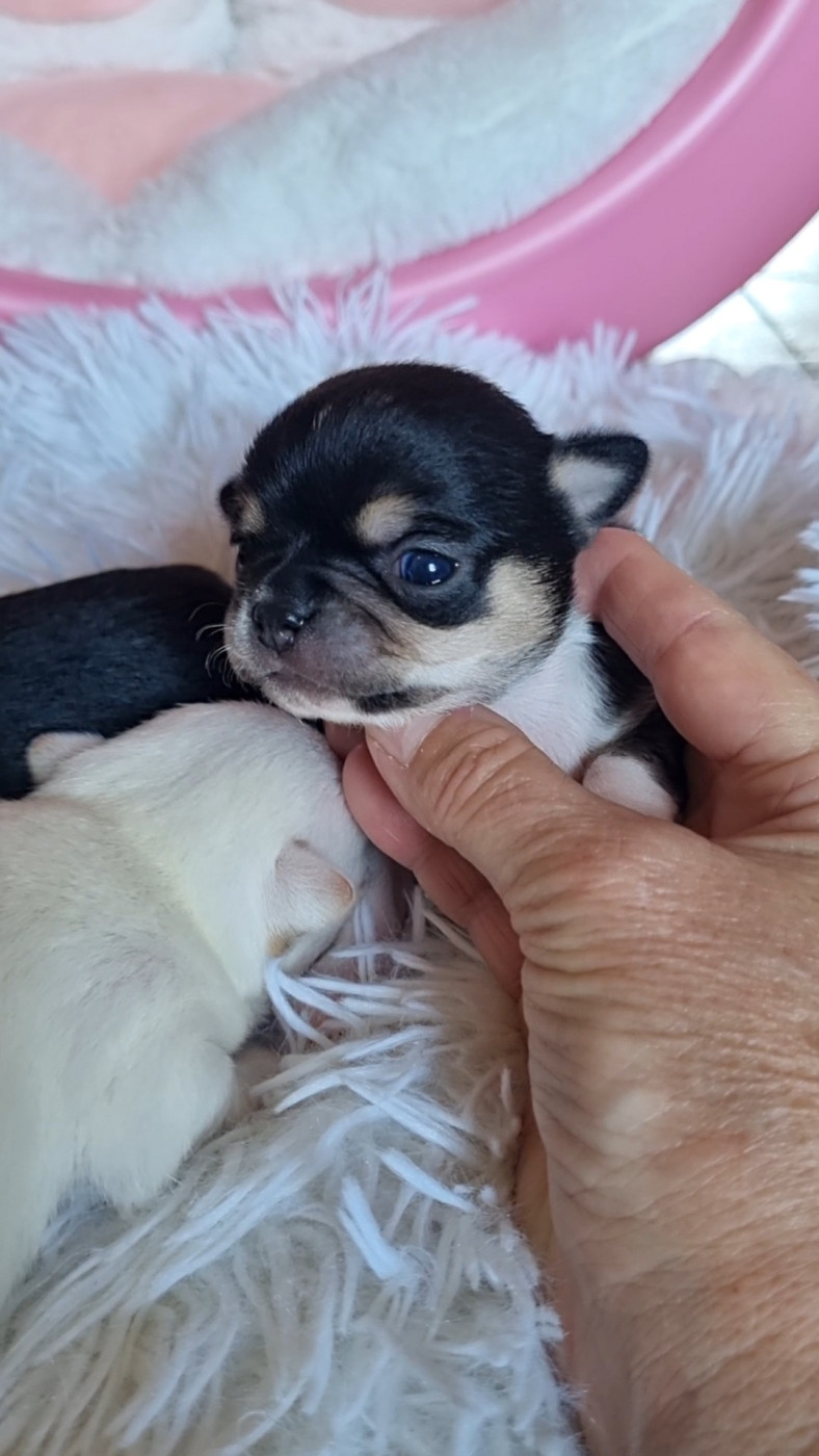 Des Gentils Coquelicots - Chiots disponibles - Chihuahua