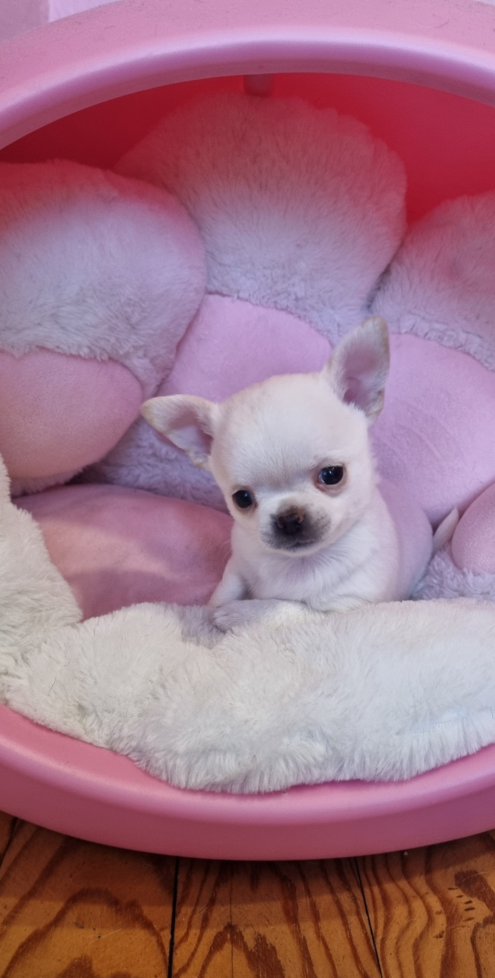 Des Gentils Coquelicots - Chiots disponibles - Chihuahua