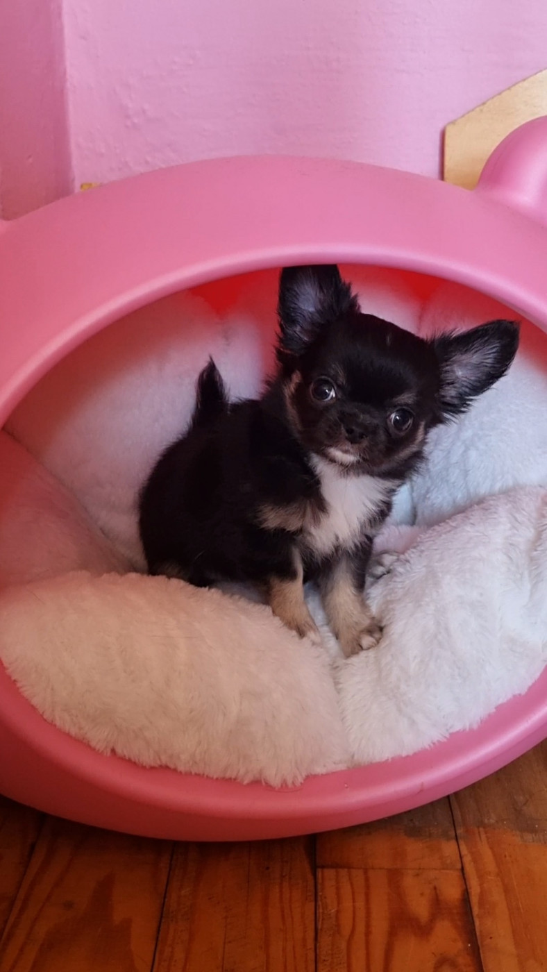 Des Gentils Coquelicots - Chiots disponibles - Chihuahua