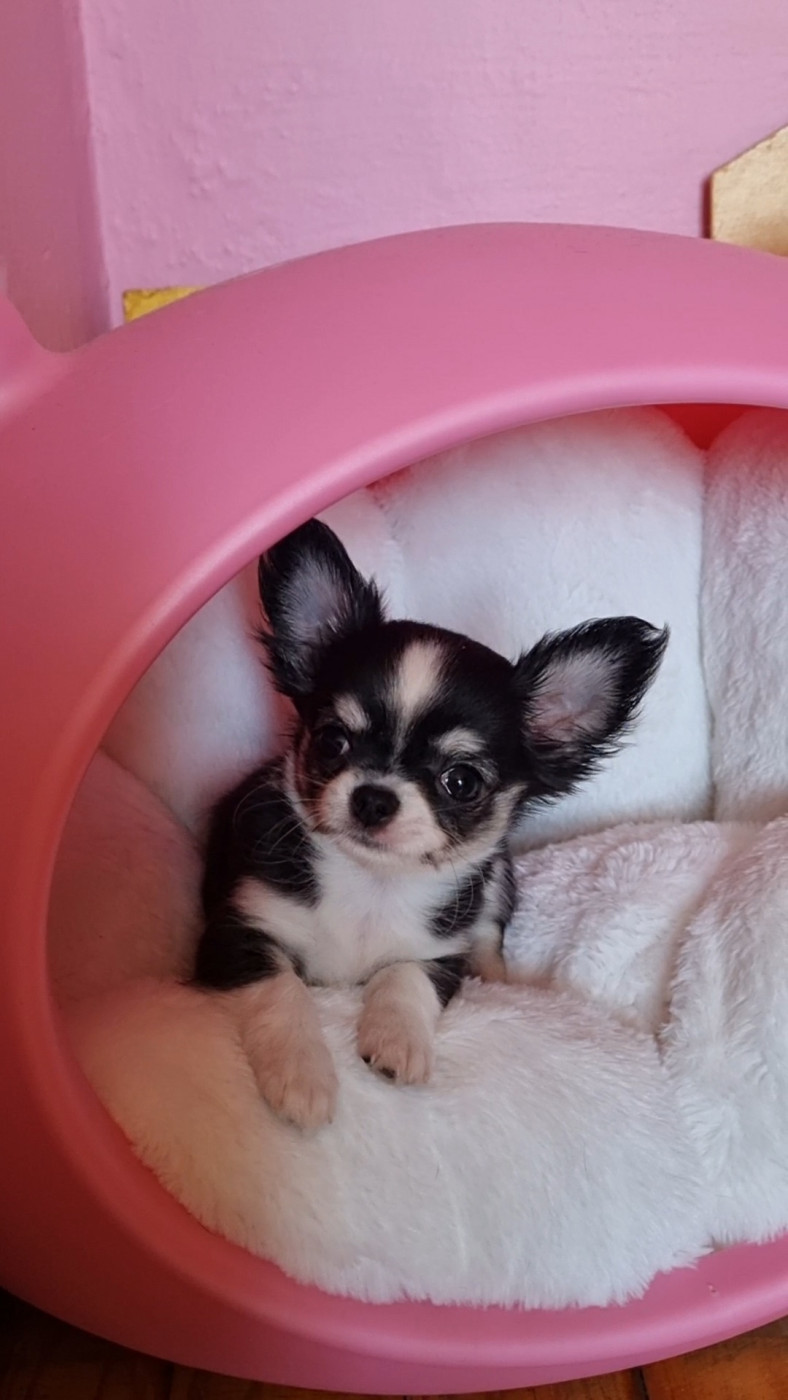 Des Gentils Coquelicots - Chiots disponibles - Chihuahua