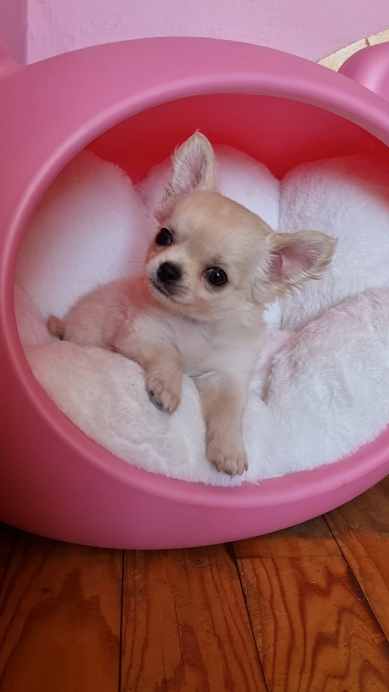 Des Gentils Coquelicots - Chiots disponibles - Chihuahua