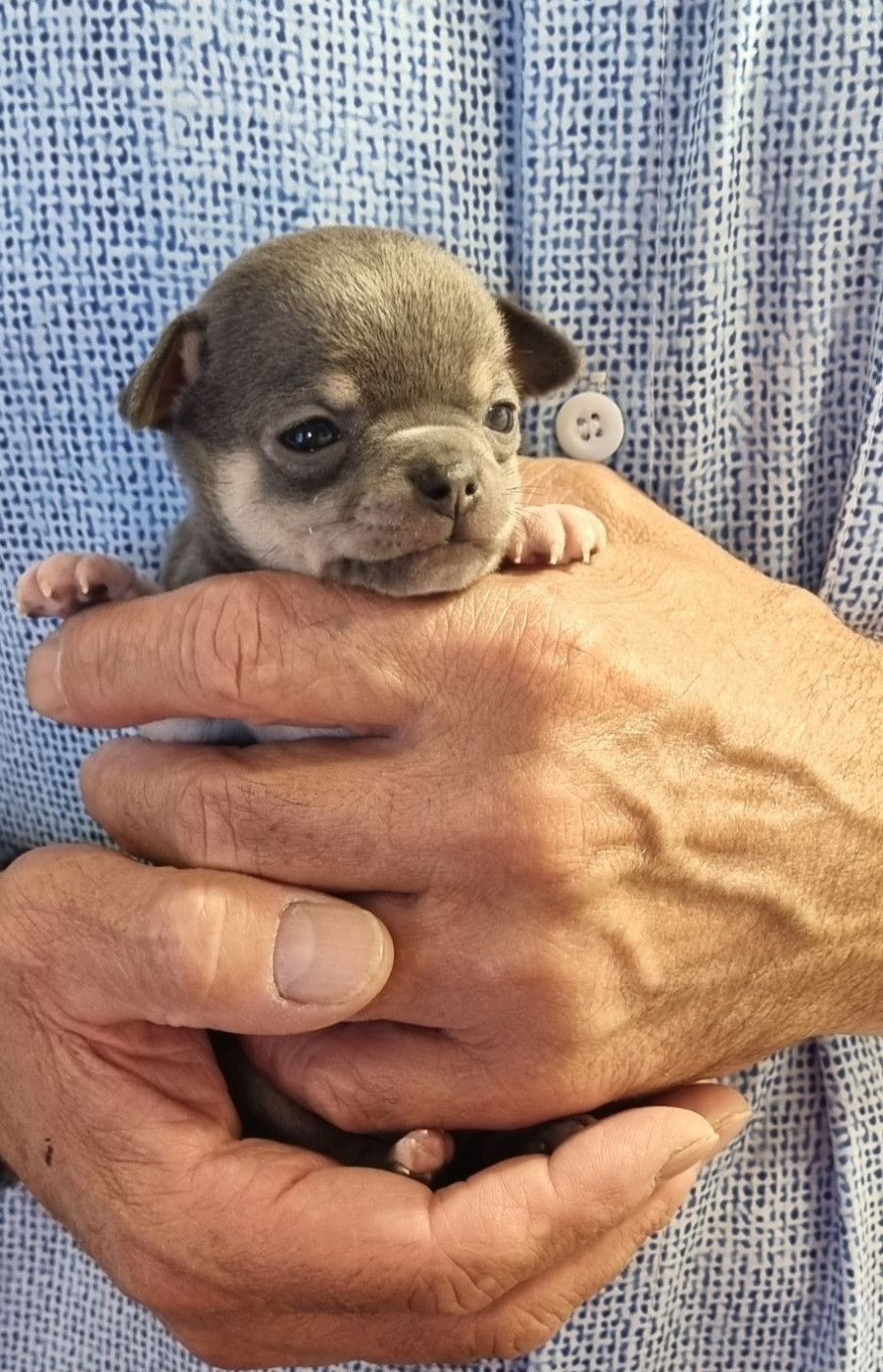 Des Gentils Coquelicots - Chiots disponibles - Chihuahua