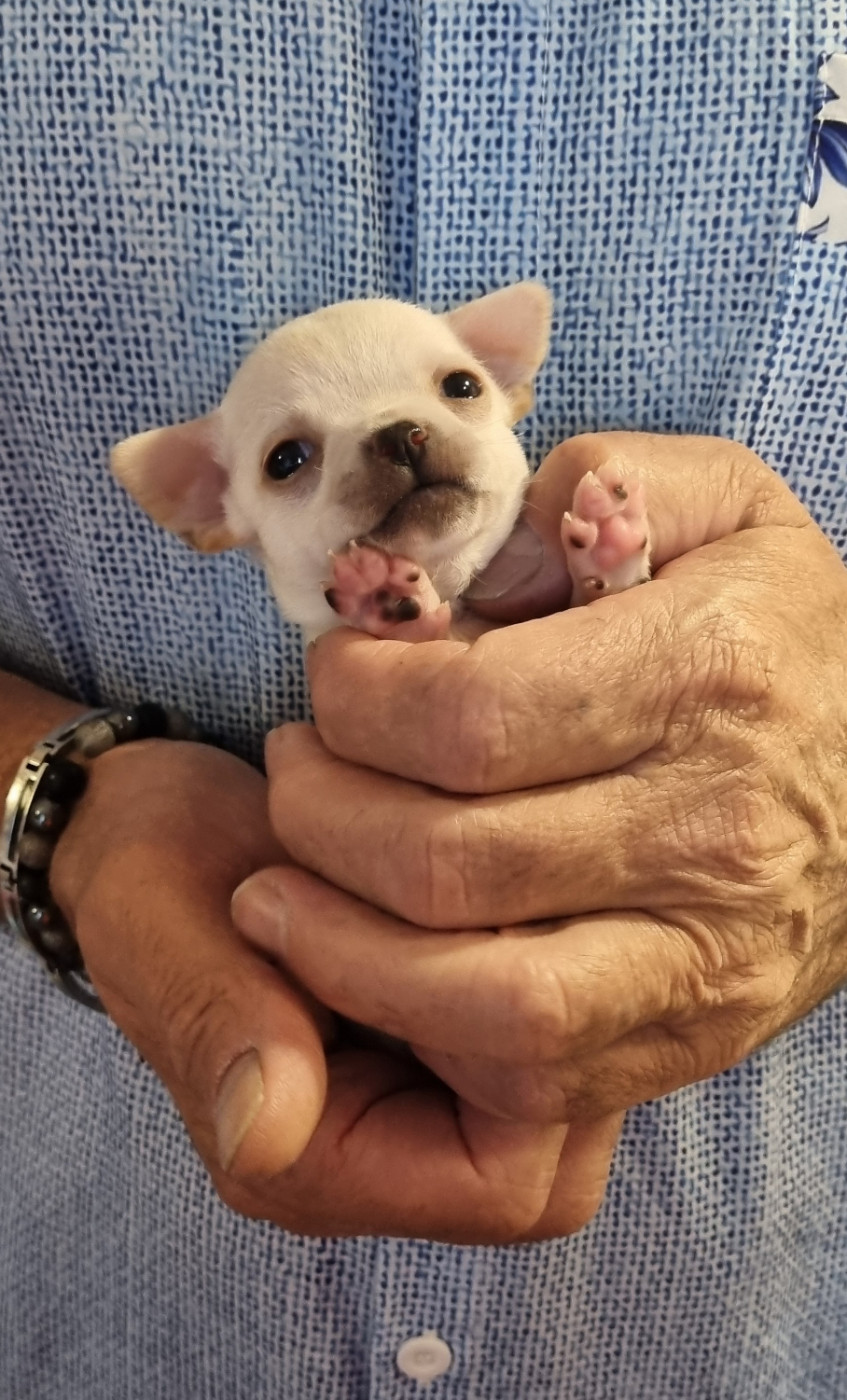 Des Gentils Coquelicots - Chiots disponibles - Chihuahua