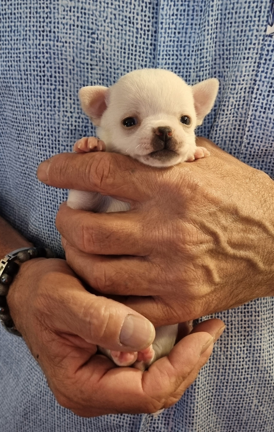 Des Gentils Coquelicots - Chiots disponibles - Chihuahua