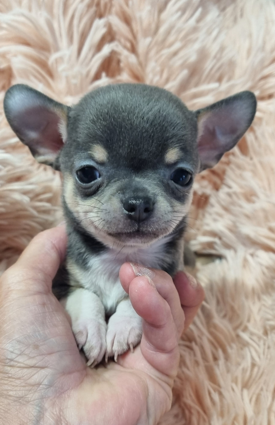 Des Gentils Coquelicots - Chiots disponibles - Chihuahua