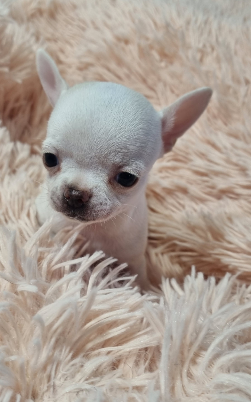 Des Gentils Coquelicots - Chiots disponibles - Chihuahua