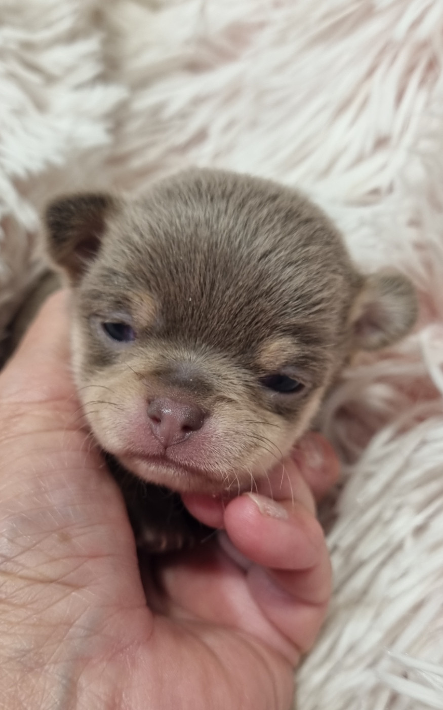 Des Gentils Coquelicots - Chiots disponibles - Chihuahua