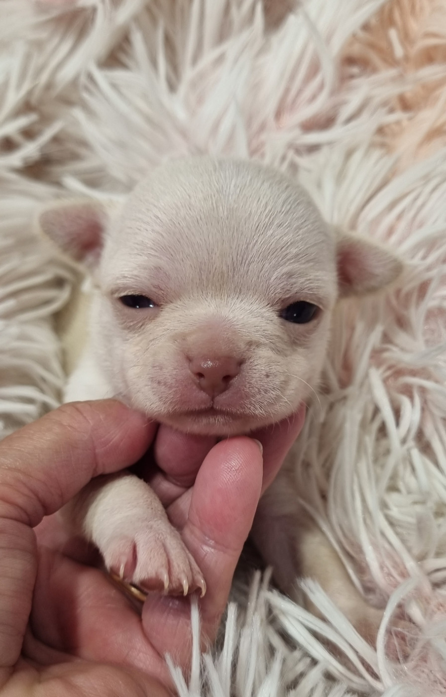Des Gentils Coquelicots - Chiots disponibles - Chihuahua