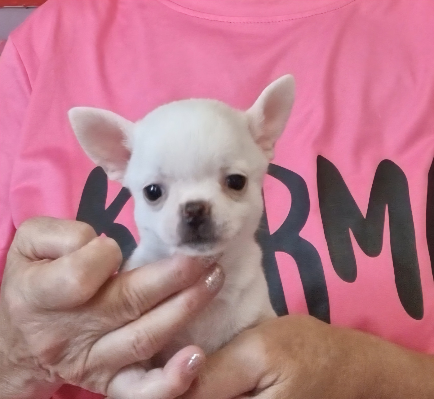 Des Gentils Coquelicots - Chiots disponibles - Chihuahua