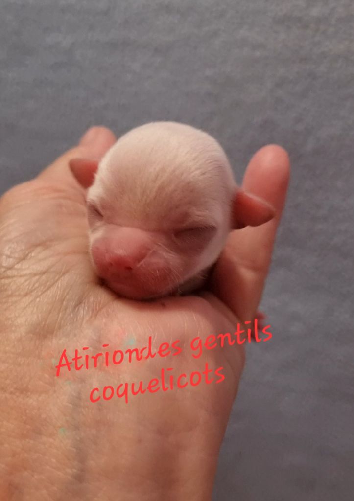 Des Gentils Coquelicots - Chiots disponibles - Chihuahua