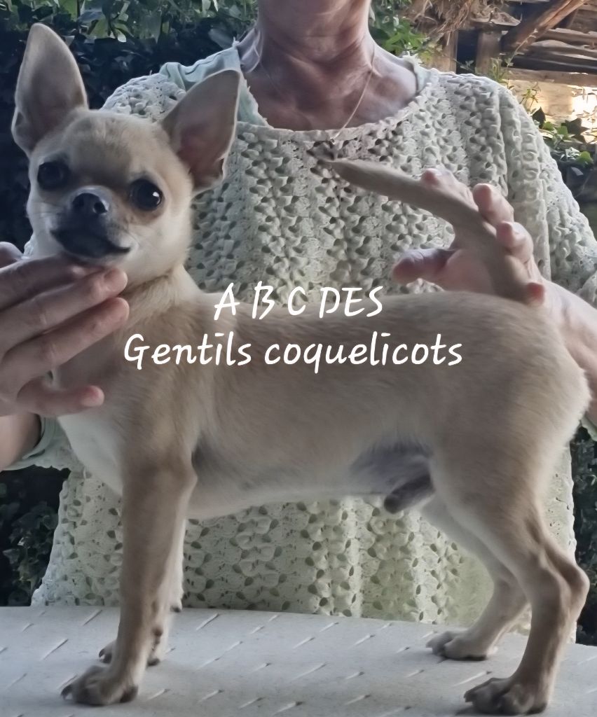 Des Gentils Coquelicots - Chiots disponibles - Chihuahua