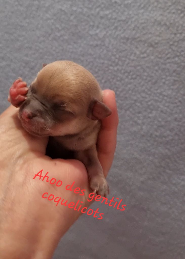 Des Gentils Coquelicots - Chiots disponibles - Chihuahua