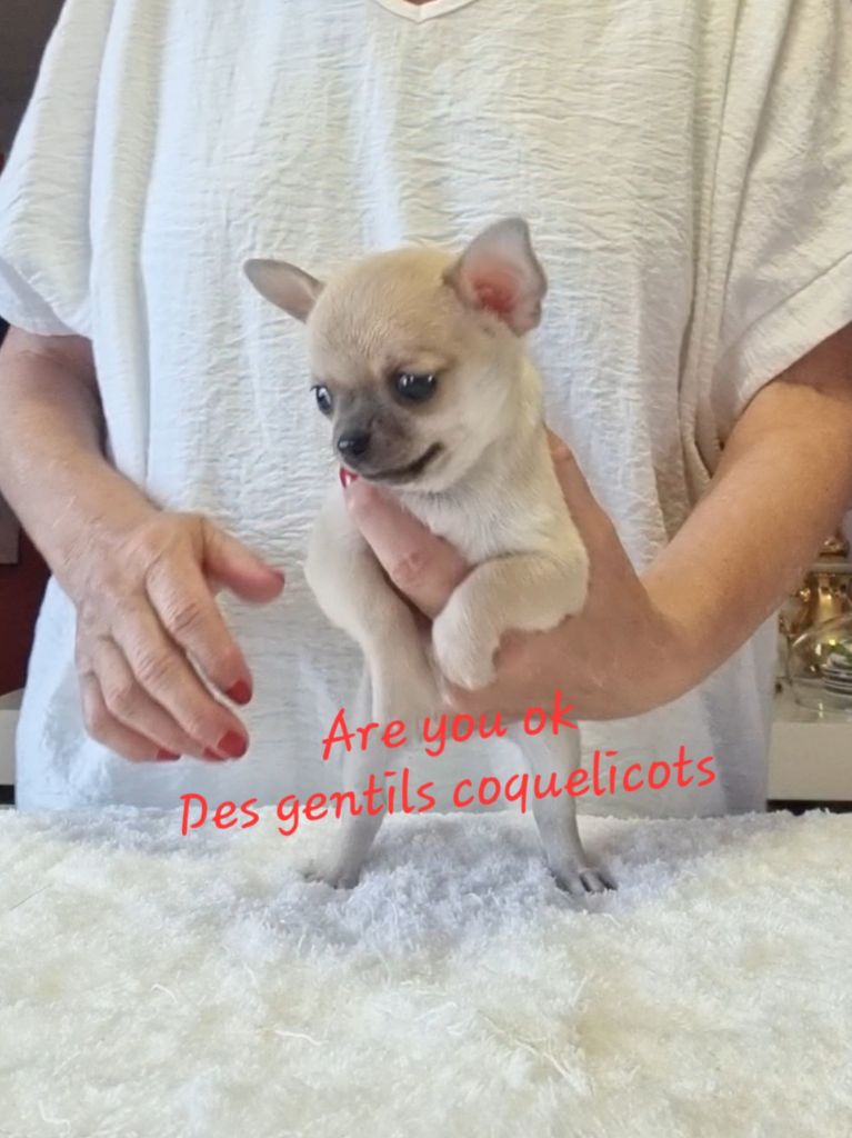 Des Gentils Coquelicots - Chiots disponibles - Chihuahua