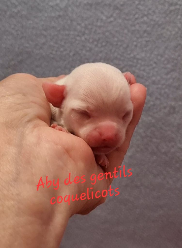 Des Gentils Coquelicots - Chiots disponibles - Chihuahua