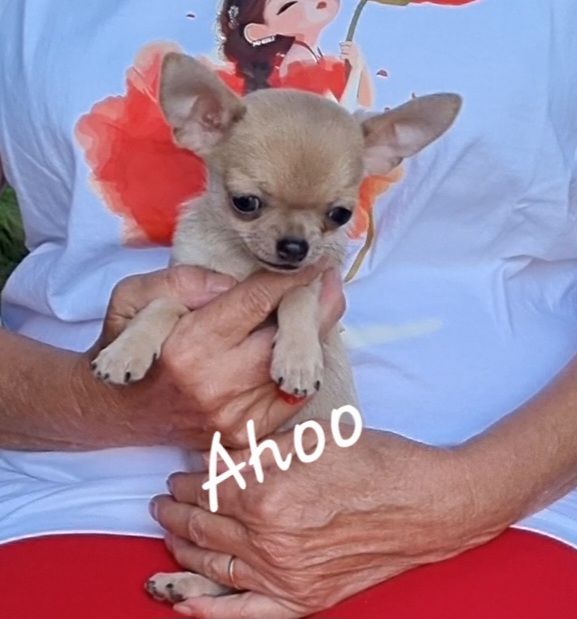 Des Gentils Coquelicots - Chiots disponibles - Chihuahua