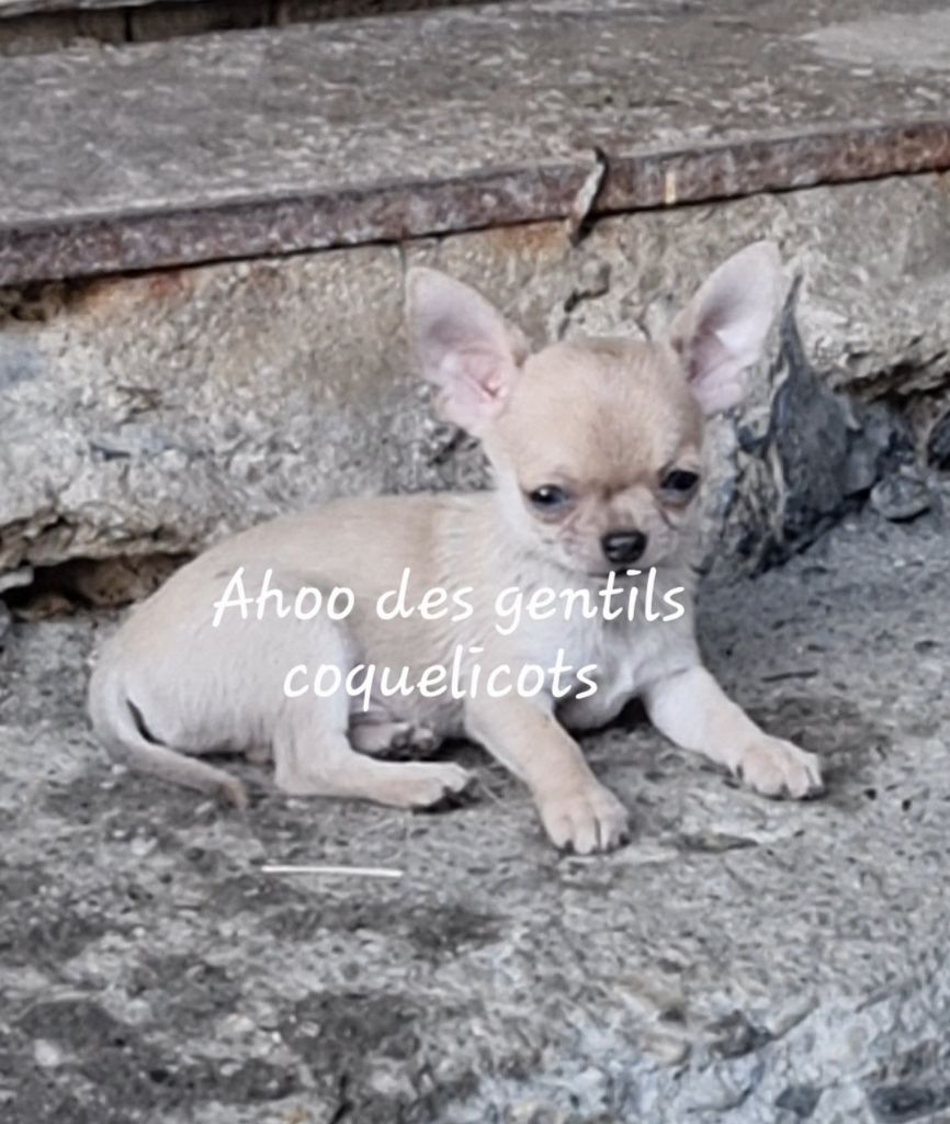 Des Gentils Coquelicots - Chiots disponibles - Chihuahua