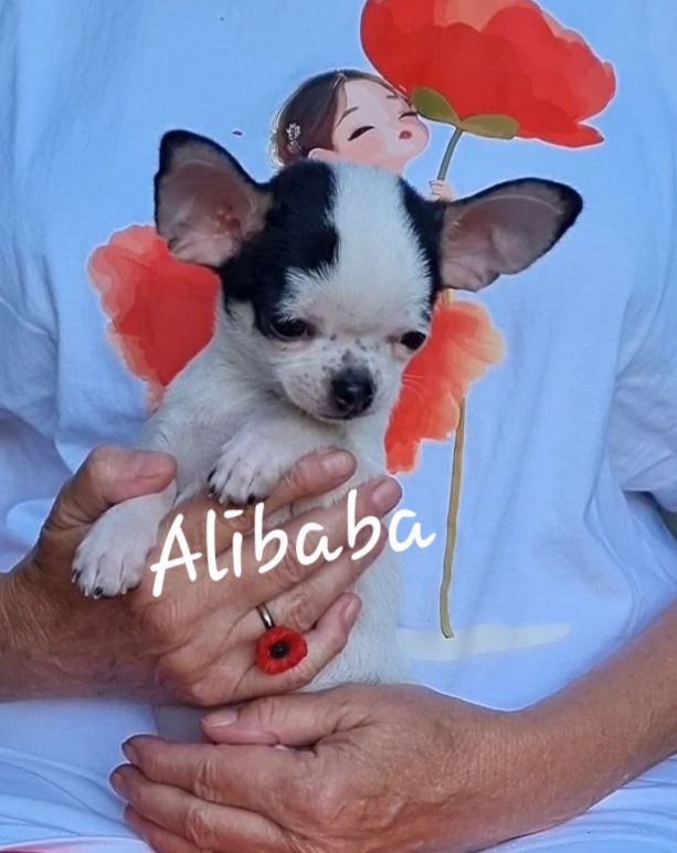 Des Gentils Coquelicots - Chiots disponibles - Chihuahua