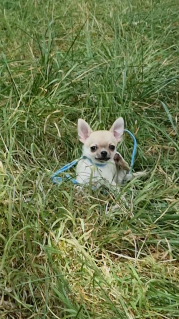 Des Gentils Coquelicots - Chiots disponibles - Chihuahua