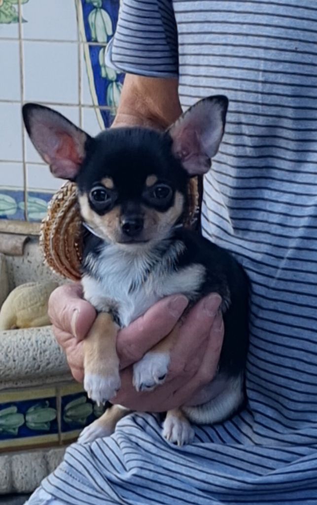 Des Gentils Coquelicots - Chiots disponibles - Chihuahua