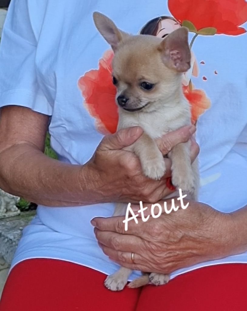 Des Gentils Coquelicots - Chiots disponibles - Chihuahua