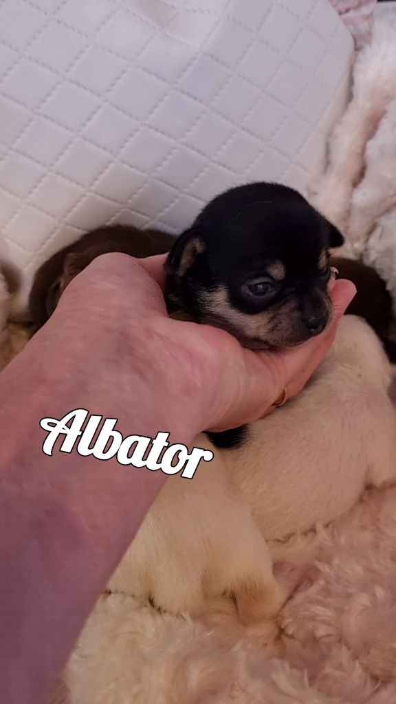 Des Gentils Coquelicots - Chiots disponibles - Chihuahua