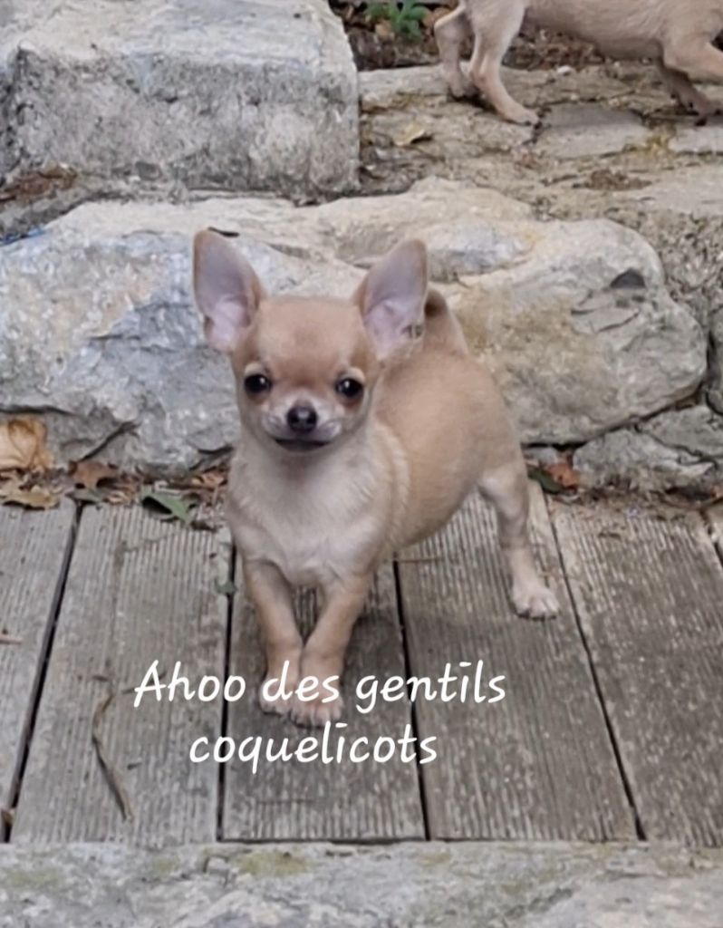 Des Gentils Coquelicots - Chiots disponibles - Chihuahua
