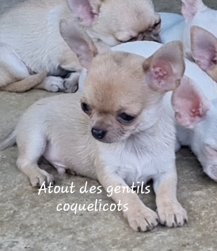 Des Gentils Coquelicots - Chiots disponibles - Chihuahua